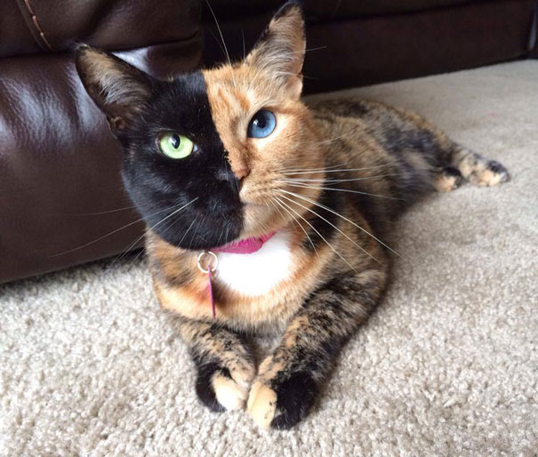 venus two faced cat