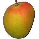 Profile picture of Devgad Mango